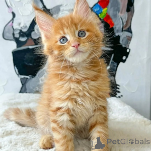 Zdjęcie №3. Poznaj nasze wspaniałe kocięta Maine Coon Business WhatsApp447400576553. Węgry