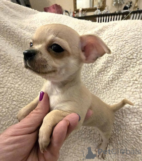 Zdjęcie №3. DODATKOWE małe szczenięta Chihuahua. Serbia