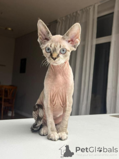 Zdjęcie №1. devon rex - na sprzedaż w Bonadut | 1674zł | Zapowiedź № 178737