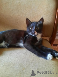 Zdjęcie №4. Sprzedam  w Rzeka Moskwa. prywatne ogłoszenie - cena - Bezpłatny