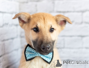 Zdjęcie №1. pies nierasowy - na sprzedaż w Rzeka Moskwa | Bezpłatny | Zapowiedź №163155