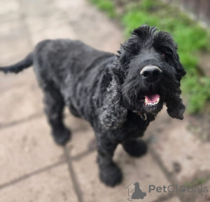 Zdjęcie №1. cocker spaniel angielski - na sprzedaż w Rzeka Moskwa | Bezpłatny | Zapowiedź №160705