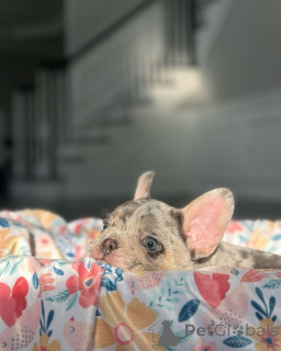 Zdjęcie №3. French Buldogs Puppy do adopcji. Niemcy