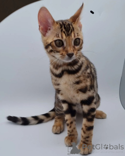 Zdjęcie №1. kot bengalski - na sprzedaż w Berlin | negocjowane | Zapowiedź № 135137