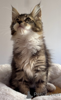 Zdjęcie №2 do zapowiedźy № 164569 na sprzedaż  maine coon - wkupić się Monaco hodowca