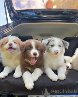 Zdjęcie №1. border collie - na sprzedaż w Berlin | negocjowane | Zapowiedź №159497