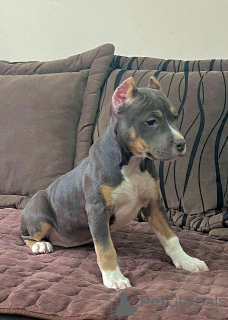 Dodatkowe zdjęcia: Pit Bull Bluenose Blue Merle