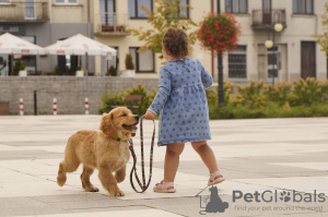 Dodatkowe zdjęcia: Dziewczynka Golden Retriever