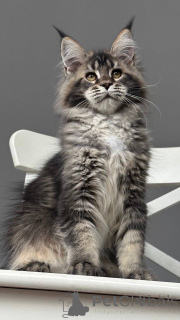 Zdjęcie №3. Maineoon. Dania