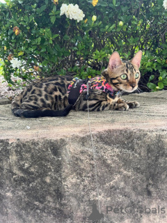 Zdjęcie №1. kot bengalski - na sprzedaż w Dietikon | 3588zł | Zapowiedź № 152635