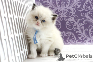 Zdjęcie №1. ragdoll - na sprzedaż w Berlin | 1435zł | Zapowiedź № 170238