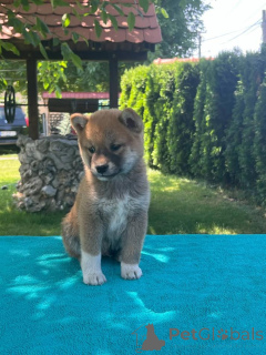 Zdjęcie №3. Shiba-Inu Puppy. Serbia