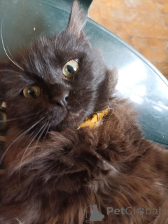 Zdjęcie №2 do zapowiedźy № 166408 na sprzedaż  bombay cat - wkupić się Gruzja prywatne ogłoszenie