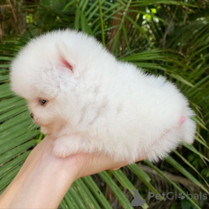 Zdjęcie №4. Sprzedam szpic niemiecki w Bonndorf. prywatne ogłoszenie - cena - negocjowane