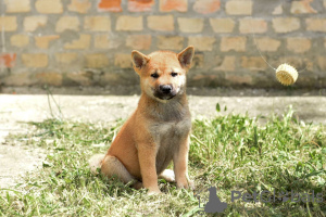 Dodatkowe zdjęcia: Shiba Inu szczenięta