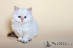 Zdjęcie №1. selkirk rex krótkowłosy - na sprzedaż w Helsinki | 2392zł | Zapowiedź № 166338