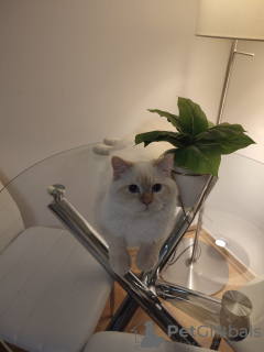 Zdjęcie №2 do zapowiedźy № 129051 na sprzedaż  neva masquerade - wkupić się Niemcy 