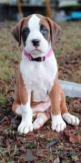 Zdjęcie №1. bokser - na sprzedaż w Lizbona | 3348zł | Zapowiedź №165952