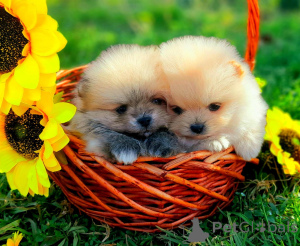 Zdjęcie №1. szpic miniaturowy - na sprzedaż w Baden-Baden | negocjowane | Zapowiedź №166147