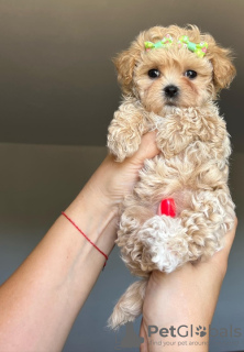 Zdjęcie №3. Śliczny szczeniak Maltipoo do adopcji. Niemcy