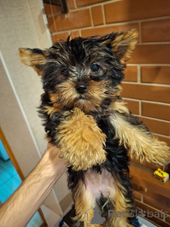 Zdjęcie №2 do zapowiedźy № 164296 na sprzedaż  yorkshire terrier biewer, yorkshire terrier - wkupić się Finlandia prywatne ogłoszenie, od żłobka, hodowca