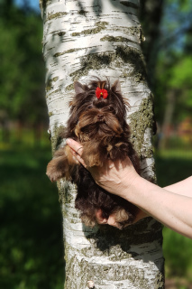 Zdjęcie №1. yorkshire terrier - na sprzedaż w Petersburg | Negocjowane | Zapowiedź №2676