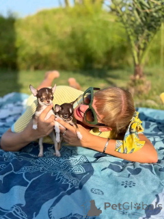Zdjęcie №1. chihuahua (rasa psów) - na sprzedaż w Bronxville | 4634zł | Zapowiedź №168689