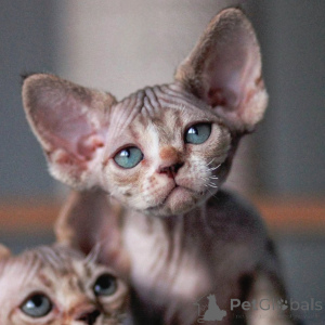 Zdjęcie №1. devon rex - na sprzedaż w Ryga | negocjowane | Zapowiedź № 171387
