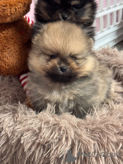 Zdjęcie №1. szpic niemiecki - na sprzedaż w Arrondissement de Paris | Bezpłatny | Zapowiedź №162730