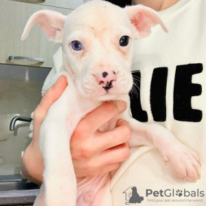 Zdjęcie №2 do zapowiedźy № 84218 na sprzedaż  american bully - wkupić się Finlandia prywatne ogłoszenie