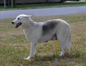 Zdjęcie №2 do zapowiedźy № 65572 na sprzedaż  husky syberyjski - wkupić się Estonia hodowca