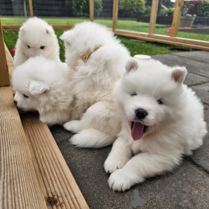 Zdjęcie №1. samojed (rasa psa) - na sprzedaż w Mamer | negocjowane | Zapowiedź №169285