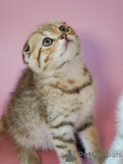 Zdjęcie №2 do zapowiedźy № 161687 na sprzedaż   - wkupić się USA 