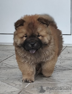 Zdjęcie №1. chow-chow - na sprzedaż w Belgrad | 1046zł | Zapowiedź №108974