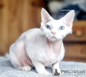 Zdjęcie №2 do zapowiedźy № 123673 na sprzedaż  devon rex - wkupić się Niemcy prywatne ogłoszenie