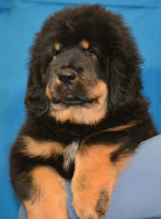 Zdjęcie №4. Sprzedam mastif tybetański w Mariupol. prywatne ogłoszenie - cena - Negocjowane