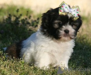 Zdjęcie №2 do zapowiedźy № 36388 na sprzedaż  shih tzu - wkupić się Niemcy 