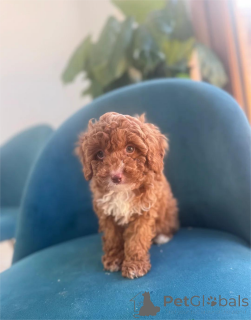 Zdjęcie №1. pies nierasowy - na sprzedaż w Böblingen | 1674zł | Zapowiedź №153379