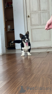 Dodatkowe zdjęcia: Kardigan Welsh Corgi