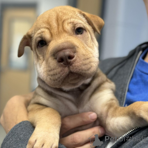 Zdjęcie №1. shar pei - na sprzedaż w Bilund | 2153zł | Zapowiedź №173384