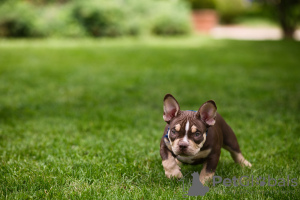 Dodatkowe zdjęcia: American Bully szczenięta na sprzedaż