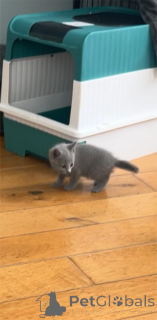 Zdjęcie №2 do zapowiedźy № 153218 na sprzedaż  rosyjski niebieski - wkupić się Niemcy 