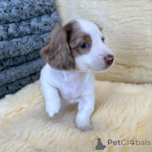 Zdjęcie №3. Adopcja mini-dackelwelpen zur. Niemcy