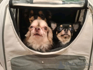 Zdjęcie №2 do zapowiedźy № 126842 na sprzedaż  chihuahua (rasa psów) - wkupić się Francja hodowca