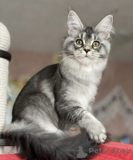 Zdjęcie №2 do zapowiedźy № 163175 na sprzedaż  maine coon - wkupić się Niemcy hodowca