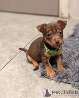 Zdjęcie №1. jack russell terrier - na sprzedaż w Helsinki | 2870zł | Zapowiedź №172182