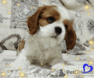 Dodatkowe zdjęcia: Obiecujący chłopiec Cavalier King Charles Spaniel