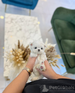 Zdjęcie №2 do zapowiedźy № 131506 na sprzedaż  maltańczyk - wkupić się USA hodowca