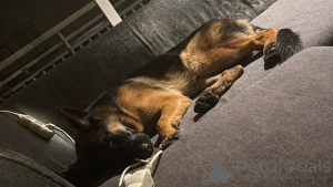 Zdjęcie №1. owczarek niemiecki - na sprzedaż w Bruksela | 21526zł | Zapowiedź №138677