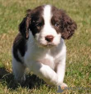 Zdjęcie №2 do zapowiedźy № 169505 na sprzedaż  springer spaniel angielski - wkupić się Finlandia prywatne ogłoszenie, hodowca
